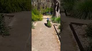 🦚 Don't leave me 😍 Australian peacock bird zoo animal pet video