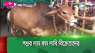 রাজধানীর পশুর হাটগুলোতে কমতে শুরু করেছে গরুর দাম