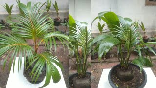 กรีดเปิกยอดมะพร้าวก้านส้ม , ก้านเขียว 2 หน่อ...มะพร้าวบอนไซ(coconut bonsai)