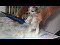 mythickingdom how to groom a easy going super hairy hairless chinese crested puppy