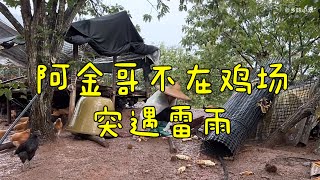 刚好阿金哥不在，突遇雷雨交加小翠直奔养鸡场，一声炸雷被吓得来不及躲闪