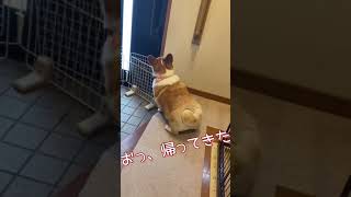 ハート尻　コーギー犬はなちゃん