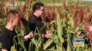 [中国三农报道]陕西泾阳：千亩高粱地 风吹赤浪高|农业致富经 Agriculture And Farming