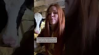 А ВЫ ЗНАЛИ, ЧТО КОРОВА ПРЯЧЕТ МОЛОКО