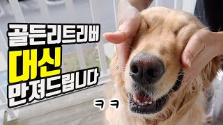 천사견 골든리트리버 대신 만져드립니다 | 공격성 제로 골든리트리버