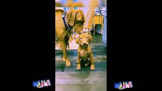 When your dog has only one brain cell 🤣🐶 Funny Dog Videos 2025