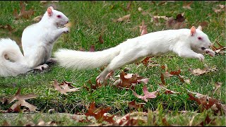 Rare Albino White Squirrel Eating its Nuts
