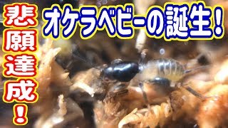 オケラベビーの誕生❗飼育してるオケラが産卵をし孵化しました❗【ケラ繁殖・モグラ昆虫・Mole cricket】