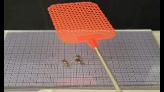 A soft robotic insect that survives being flattened by a fly swatter