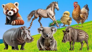 Bustling animal world sounds around us: Elephant,  Fox, Squirrel, Rabbit, Rhino, Ducks, Horse,...