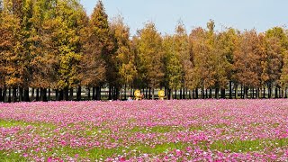 Relive 運動全紀錄250122六甲落雨松；月津燈會；0124-25茶林山步道、晨光露營