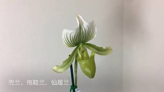 【19061】新手初识拖鞋兰/兜兰/仙履兰，Paphiopedilum Maudiae  //静姐说花70