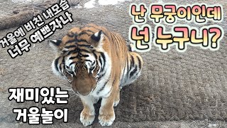 (4K)드디어 무궁이도 거울앞에서 거울체험, 자기랑 똑같은 호랑이를 보면서 무슨 생각을 했을까? - 백두대간수목원 / 한국호랑이 / 호랑이숲