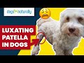 Luxating Patella In Dogs