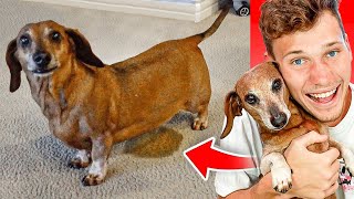 Reacting To My Dog's FUNNIEST Moments!