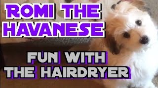 Romi the Havanese at 3 months and the Hair Dryer