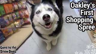 Dog Goes Shopping for the First Time | Oakley The Husky Dog Shopping Spree