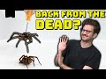 What is a Necrobotic Spider?