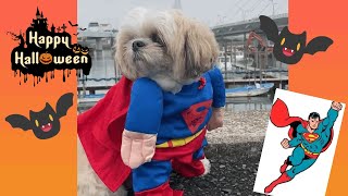 Halloween！スーパーマン犬！ワンワンコスプレ【短い動画】Superman dog ！