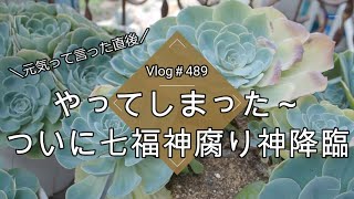 【Vlog489】【多肉植物】元気って言った直後やってしまいました😭ついに七福神腐り神降臨【ごめんなさいの緊急手術】