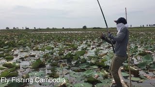 Fly Fishing Cambodia! Part 30, How To Fly Fishing, បបក់ត្រី