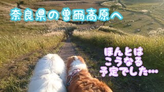 《奈良県の曽爾高原へ》 グレートピレニーズ ピレバニ greatpyrenees