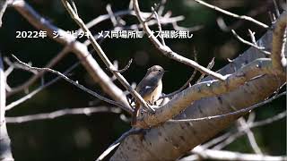 身近な野鳥　2024年今年もやってきたジョウビタキ