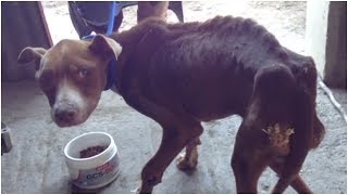 Dog Whose Owner “Forgot” To Feed Him In Disbelief When Rescuers Give Him Food