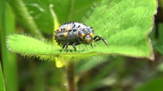 30秒の心象風景18755・葉上で待つ～テントウムシの幼虫～