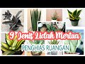 9 Jenis Sansevieria Paling Dicari Tahun 2021, Jenis-jenis tanaman lidah mertua