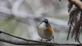 ルリビタキ地鳴き（2024/01/22高崎自然の森）