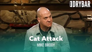 Attacked By A Cat. Mike Brody