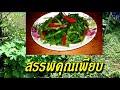 รีบหามากินด่วน คะน้าเม็กซิโก ผักไชยา สรรพคุณเพียบ