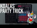 Koala Samplers Party Trick That Separates It From The Rest - NervousCook$