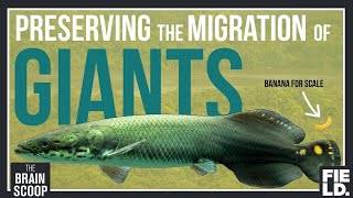 Preserving the Migration of Giants: Guyana's Arapaima