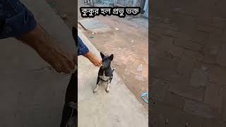 কুকুরকে ভালবাসলে কখনো কুকুর ভুলে না