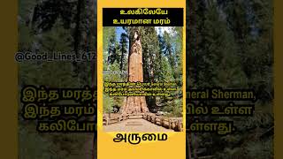 உலகிலேயே உயரமான மரம்🌲 #memes #tamil #tamilstatus  #shorts #viral #தமிழ்