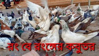 ঢাকা সোনারগাঁও নারায়ণগঞ্জ বারদী শ্রীশ্রী লোকনাথ ব্রাহ্মচারী আশ্রম মন্দিরে অসাধারণ দেশী বিদেশী কবুতর