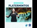 #OcéanoEnSeñas | PLATERMINTOS en Lengua de Señas Colombiana