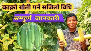 काक्रो खेतीगर्ने सजिलोविधि सहित सम्पुर्ण जानकारी easy method of Cucumber cultivation#krishi_jankari