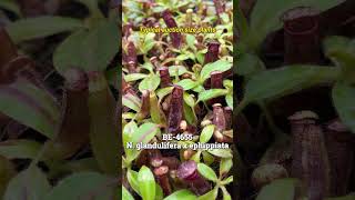 [Auction Item Short] BE-4655 | N. glandulifera x ephippiata | New introduction #nepenthes