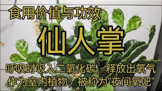 仙人掌，实用价值与功效，呼吸时吸入二氧化碳，释放出氧气，作为室内植物，被称为\