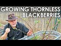 Growing Thornless Blackberries || Black Gumbo