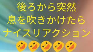 ガブキレる!! 後ろから不意打ちしたらこうなった😂