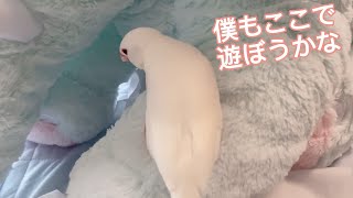 【白文鳥】大きなぬいぐるみの別荘で遊ぶ文鳥　マロン【Java sparrow】