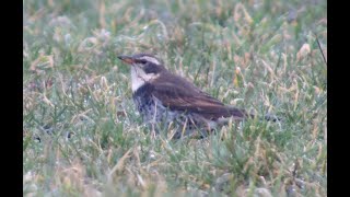 Drozd rdzawoskrzydły / Dusky Thrush /Turdus eunomus - Berlin