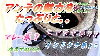 （カブトムシ+クワガタ飼育）アンタエウスの産卵セット割り出し