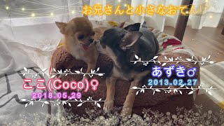 【極小チワワ】我が家の小さなおてんば娘とお兄さんが寄り添ってくつろぐ様子です！！