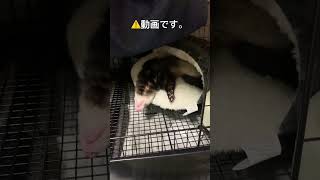 #遊び疲れ #フェレット #ペット #癒し #かわいい #動物 #可愛い #animals #ferret #ハムスター #pets