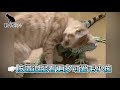 動物234｜當狗狗聽到怪聲音時的標準反應